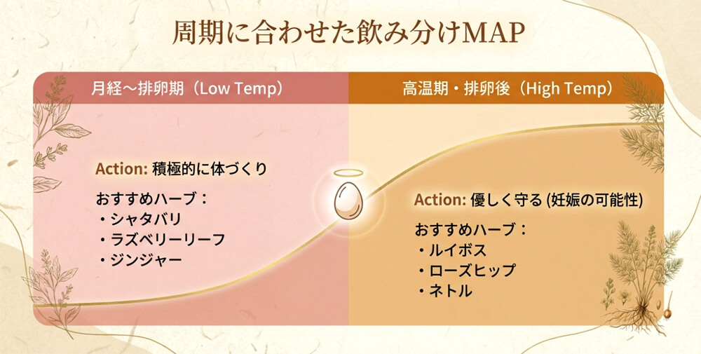 月経期〜排卵期（体づくり重視）と高温期（優しく守る）の2つの時期に合わせ、それぞれ推奨されるハーブ（シャタバリ、ジンジャー vs ルイボス、ネトル等）を分けたMAP